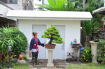 Tree ID 276 : บอนไซสนใบพาย - Image 4