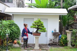 Tree ID 276 : บอนไซสนใบพาย - Image 4