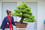 Tree ID 276 : บอนไซสนใบพาย - Image 3