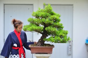 Tree ID 276 : บอนไซสนใบพาย - Image 3