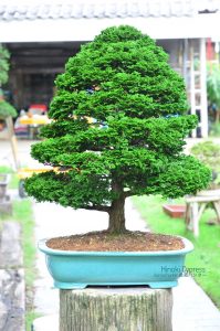 Tree ID 270 : Hinoki Cypress (Tsuyama) - Image 3