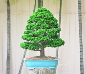 Tree ID 270 : Hinoki Cypress (Tsuyama) - Image 2