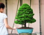 Tree ID 233 : Hinoki Cypress (Tsuyama) - Image 2