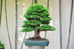 Tree ID 198 : Tsuyama (Hinoki) Cypress - Image 2