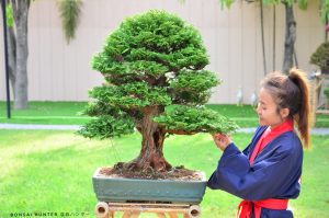 Tree ID 198 : Tsuyama (Hinoki) Cypress