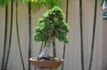 Tree ID 273 : Tosho - Image 3