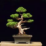 Tree ID 140 : Itoigawa Shimpaku