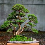 Code 006 : Itoigawa Shimpaku