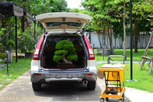 Code 105 : Itoigawa Shimpaku - Image 2