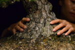 Tree ID 208 : Itoigawa Shimpaku - Image 3