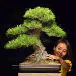 Tree ID 208 : Itoigawa Shimpaku - Image 7