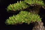 Tree ID 208 : Itoigawa Shimpaku - Image 6