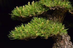 Tree ID 208 : Itoigawa Shimpaku - Image 6