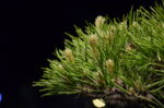 Tree ID 208 : Itoigawa Shimpaku - Image 4