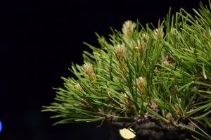 Tree ID 208 : Itoigawa Shimpaku - Image 4