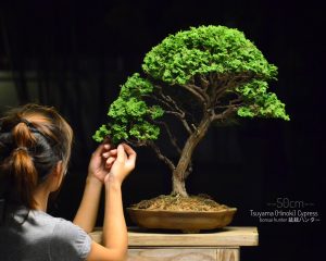 Tree ID 225 : Tsuyama Hinoki - Image 4