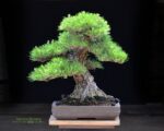 Tree ID 208 : Itoigawa Shimpaku