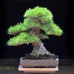 Tree ID 208 : Itoigawa Shimpaku