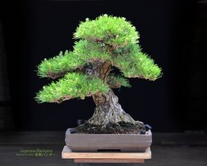 Tree ID 208 : Itoigawa Shimpaku