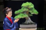 Tree ID 208 : Itoigawa Shimpaku - Image 2