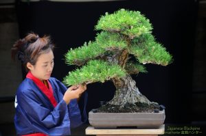 Tree ID 208 : Itoigawa Shimpaku - Image 2