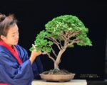 Tree ID 225 : Tsuyama Hinoki - Image 3