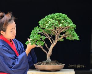 Tree ID 225 : Tsuyama Hinoki - Image 3