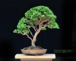Tree ID 225 : Tsuyama Hinoki - Image 7