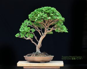 Tree ID 225 : Tsuyama Hinoki - Image 7