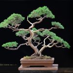 Tree ID 223 : Shimpaku