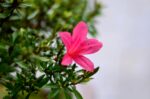 Code 031 : Azalea (Pink) - Image 2