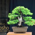 Code 110 : Juniper Tosho