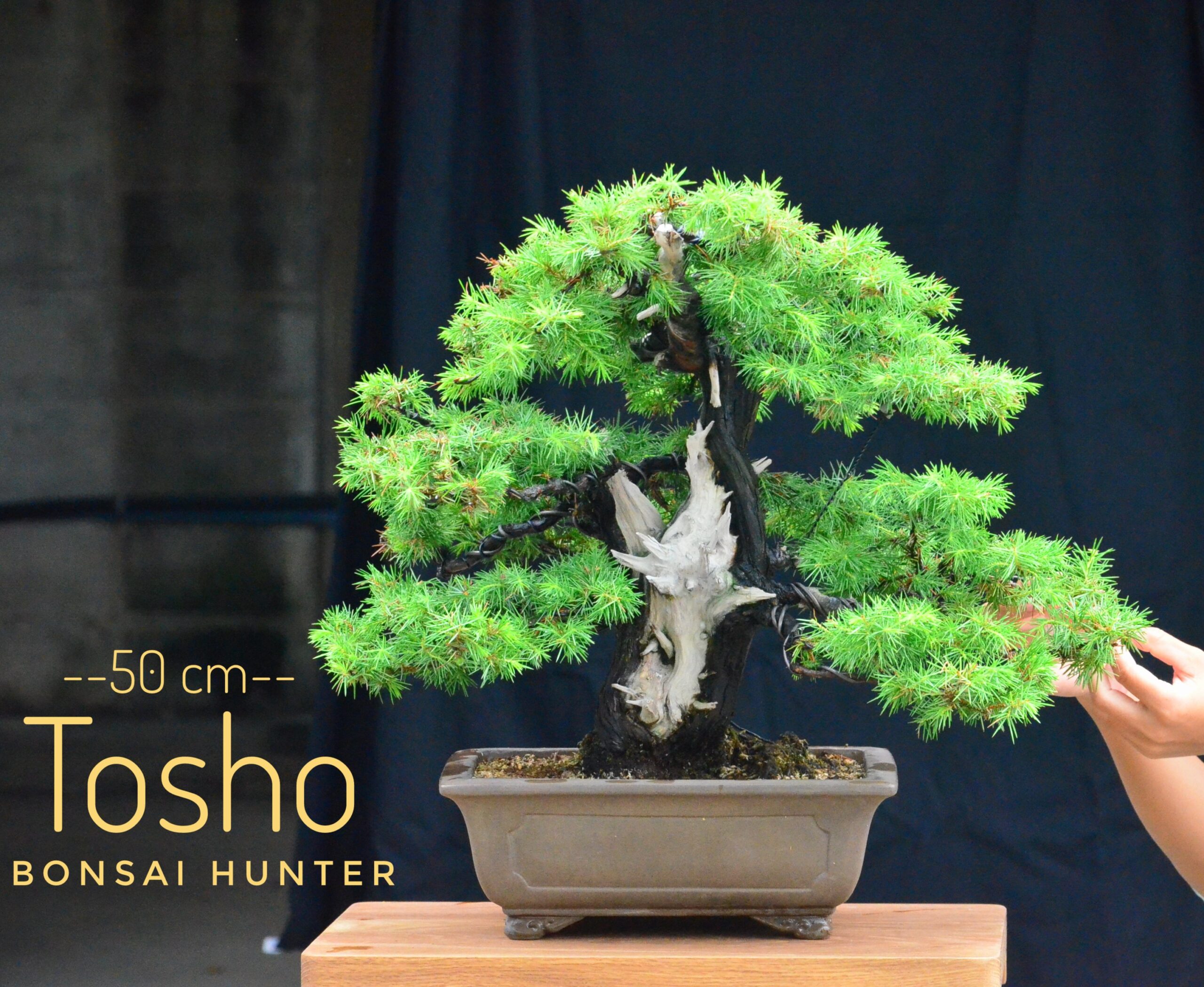 DSC_1938-01 Code 110 : Juniper Tosho - Image 1