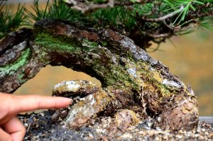 Code 083 : Japanese Blackpine - Image 2