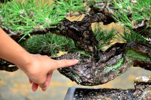 Code 083 : Japanese Blackpine - Image 3