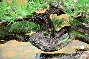 Code 083 : Japanese Blackpine - Image 4