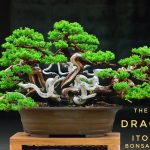 Code 039 : Itoigawa Shimpaku (The White Dragons)