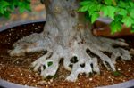 Code 070 : Japanese Maple - Image 3
