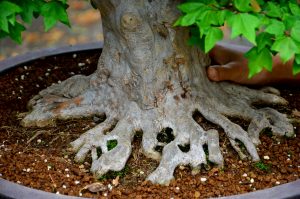 Code 070 : Japanese Maple - Image 3