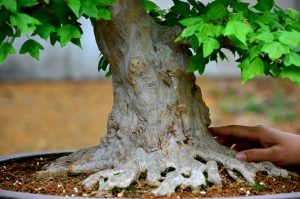 Code 070 : Japanese Maple - Image 2