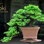 Code 040 : Hinoki Cypress