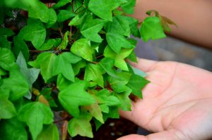 Code 070 : Japanese Maple - Image 4