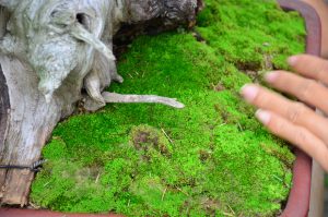 Code 091 : Tosho - Image 3