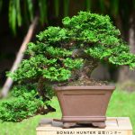 Tree ID 147 : Tsuyama (Hinoki) Cypress