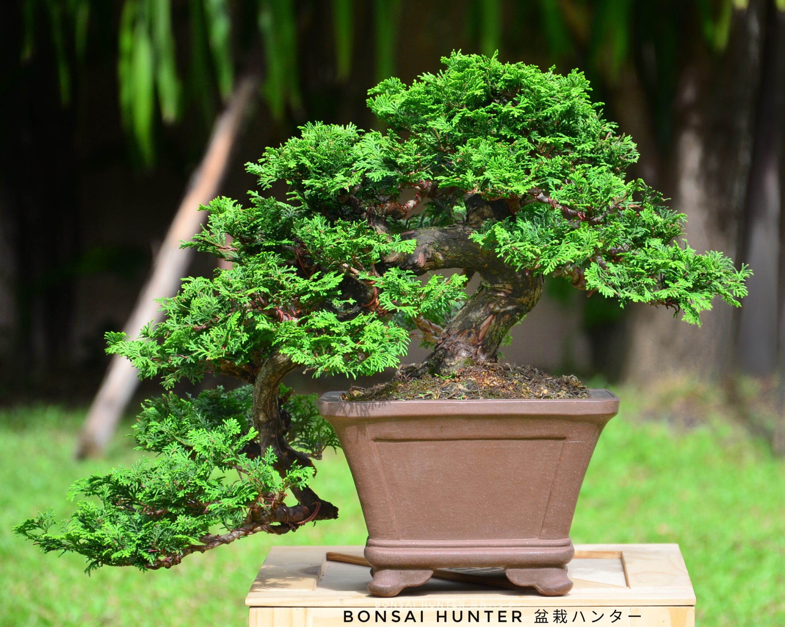 DSC_2026-01 Tree ID 147 : Tsuyama (Hinoki) Cypress - Image 1