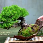 Code 109 : Japanese Blackpine