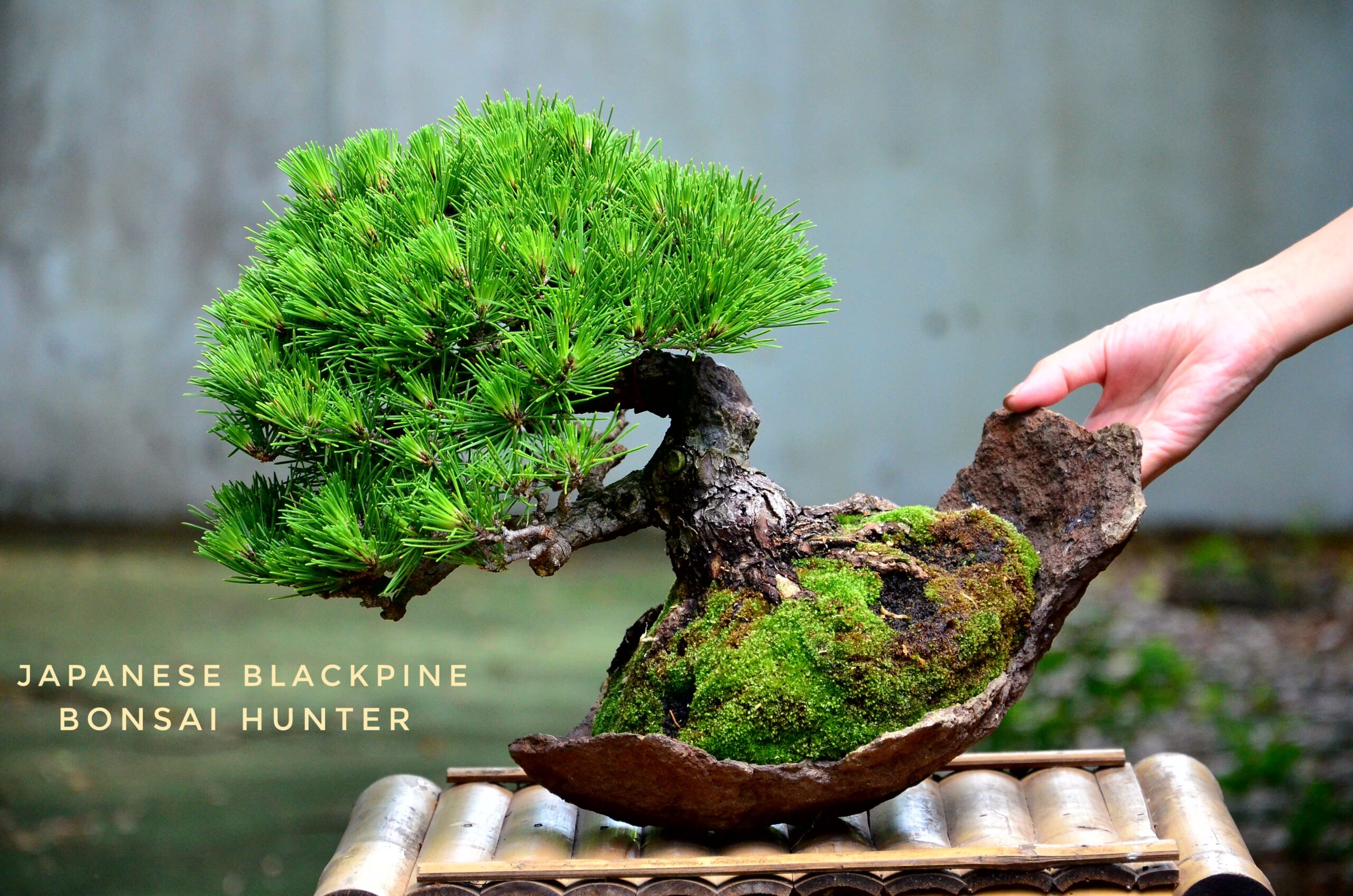 DSC_2360 (1)-01 Code 109 : Japanese Blackpine - Image 1
