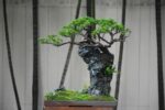 Tree ID 255 : Itoigawa Shimpaku - Image 12