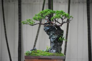 Tree ID 255 : Itoigawa Shimpaku - Image 12