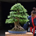 Bonsai ID553:Kaede Maple (เมเปิ้ล)